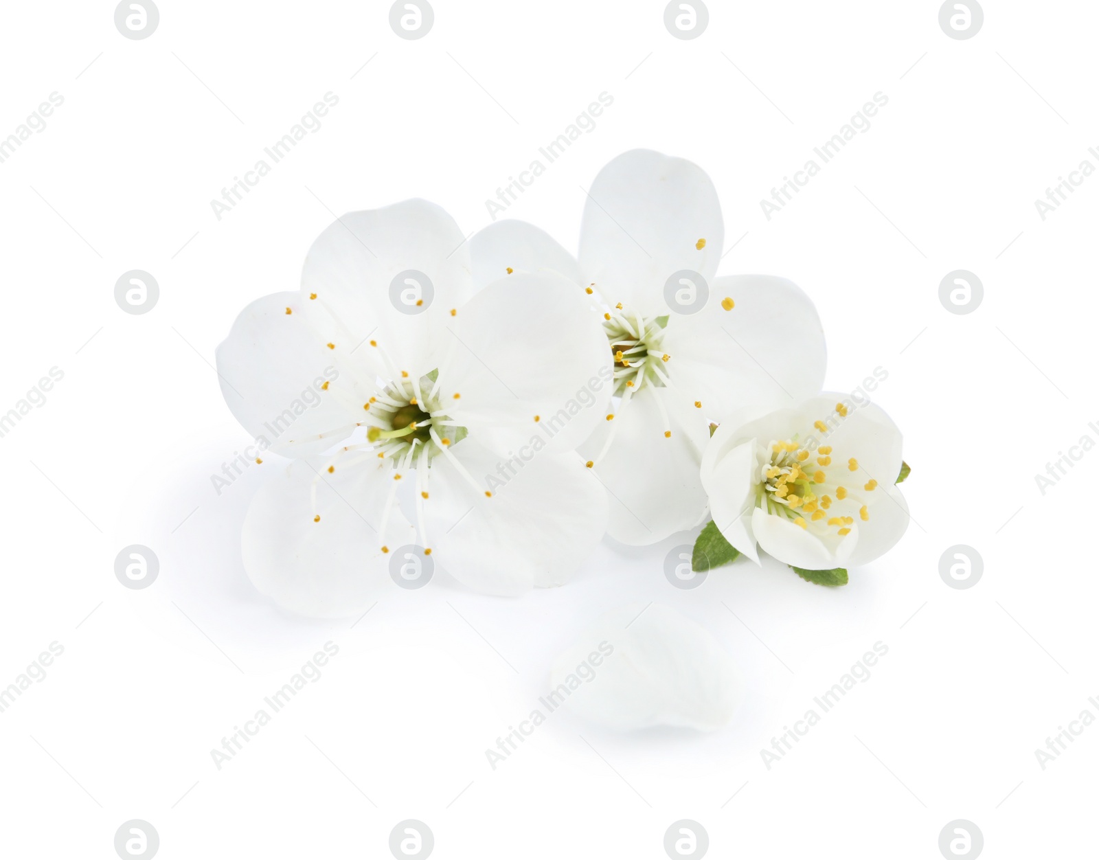 Photo of Beautiful flowers of blooming spring tree on white background