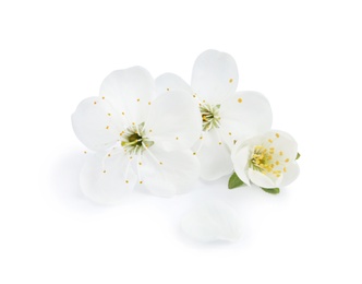 Beautiful flowers of blooming spring tree on white background