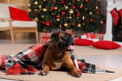 Cute dog covered with plaid in room decorated for Christmas