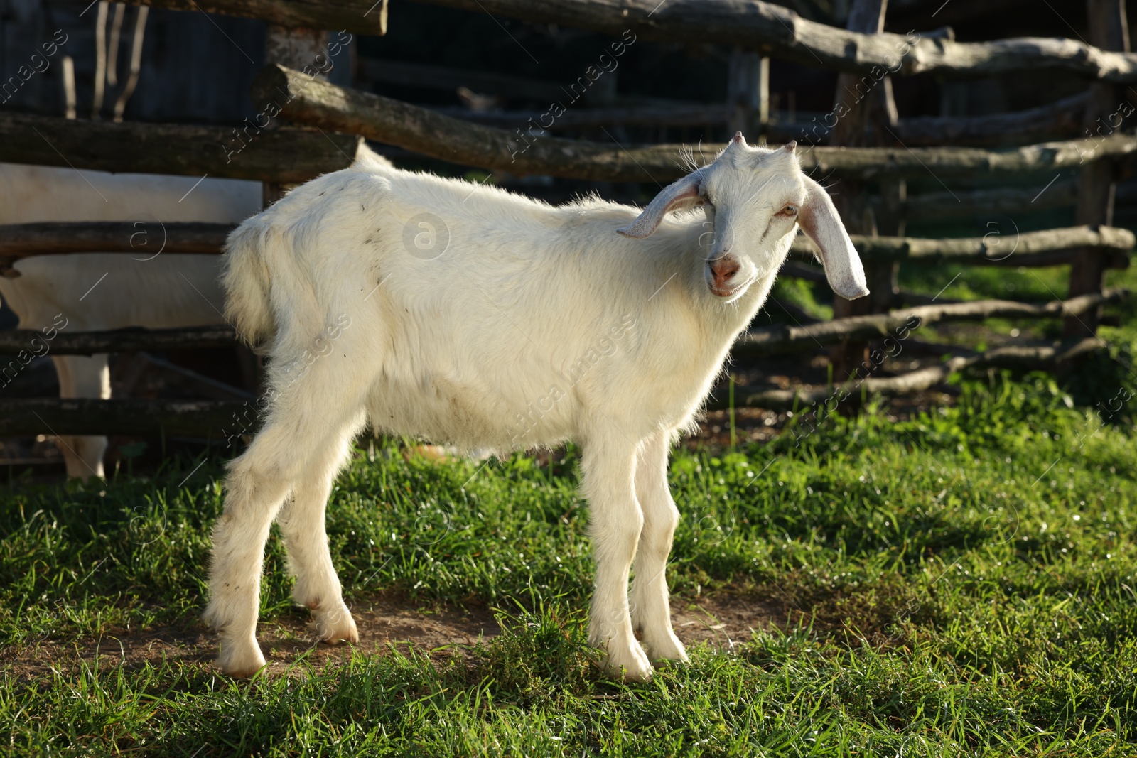 Photo of Cute white goat on green grass at farm