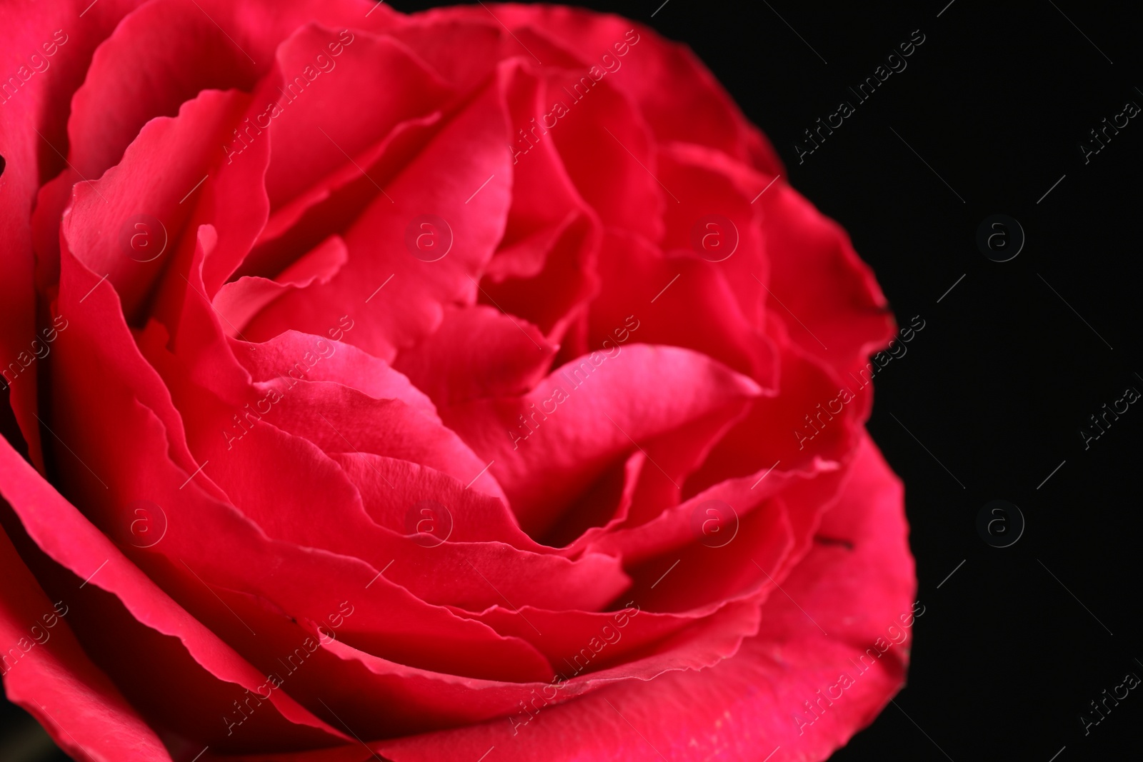 Photo of Beautiful red rose on dark background, closeup