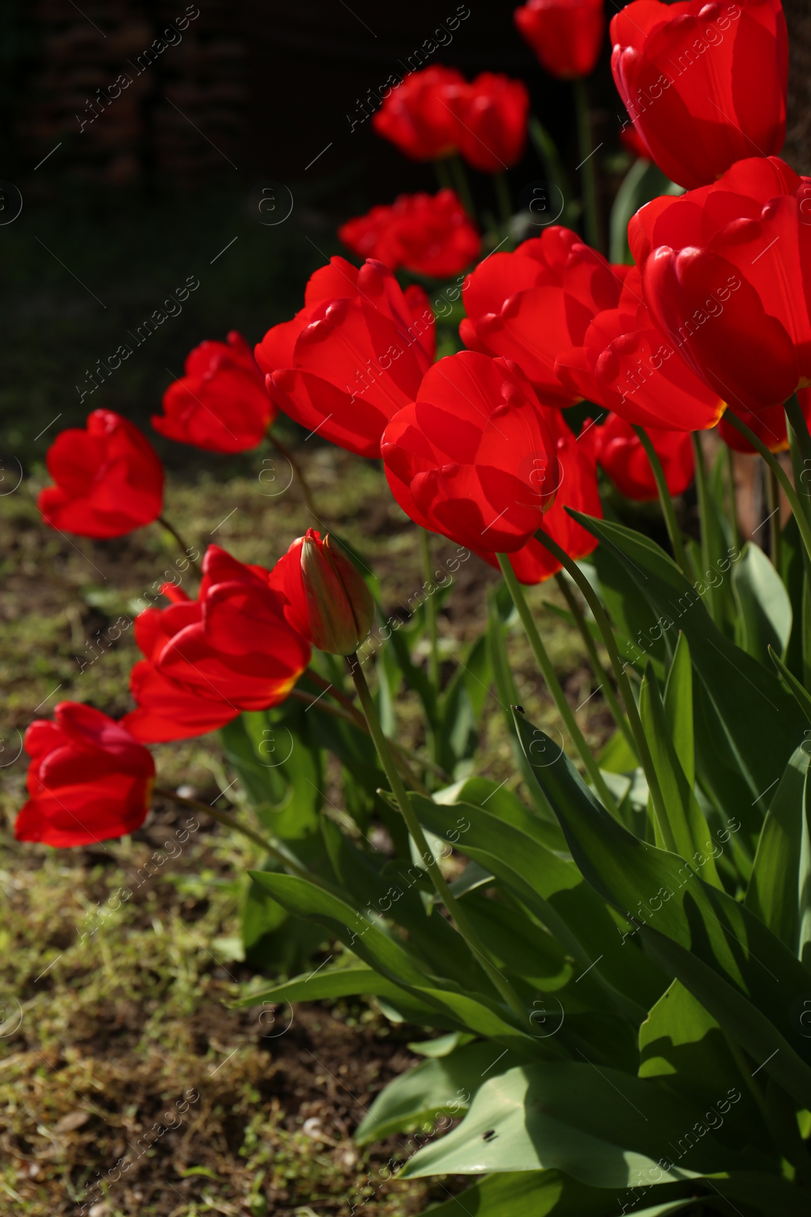 Photo of Beautiful red tulip flowers growing in garden. Spring season