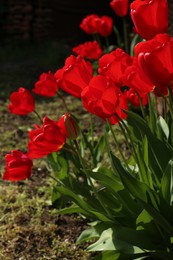 Photo of Beautiful red tulip flowers growing in garden. Spring season