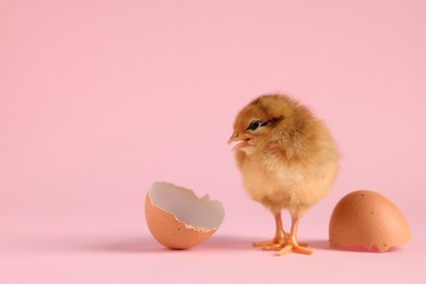 Cute chick and pieces of eggshell on pink background, closeup with space for text. Baby animal