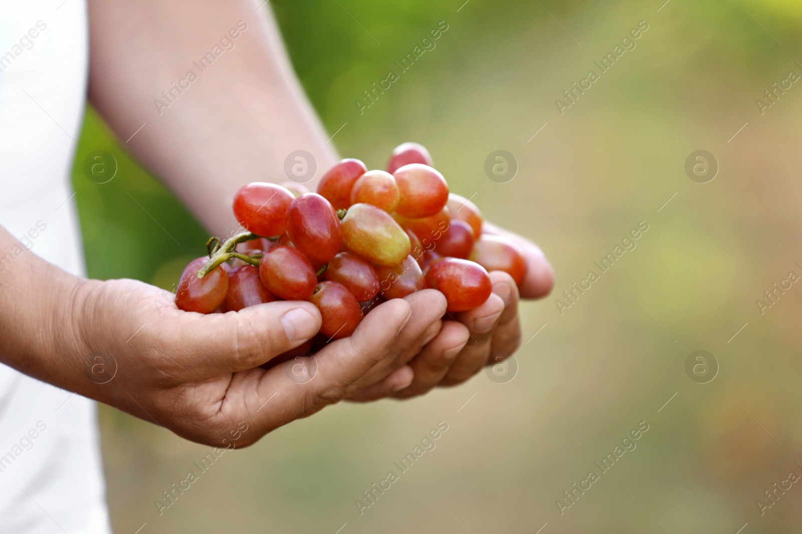 Photo of Man holding bunch of fresh ripe juicy grapes outdoors, closeup
