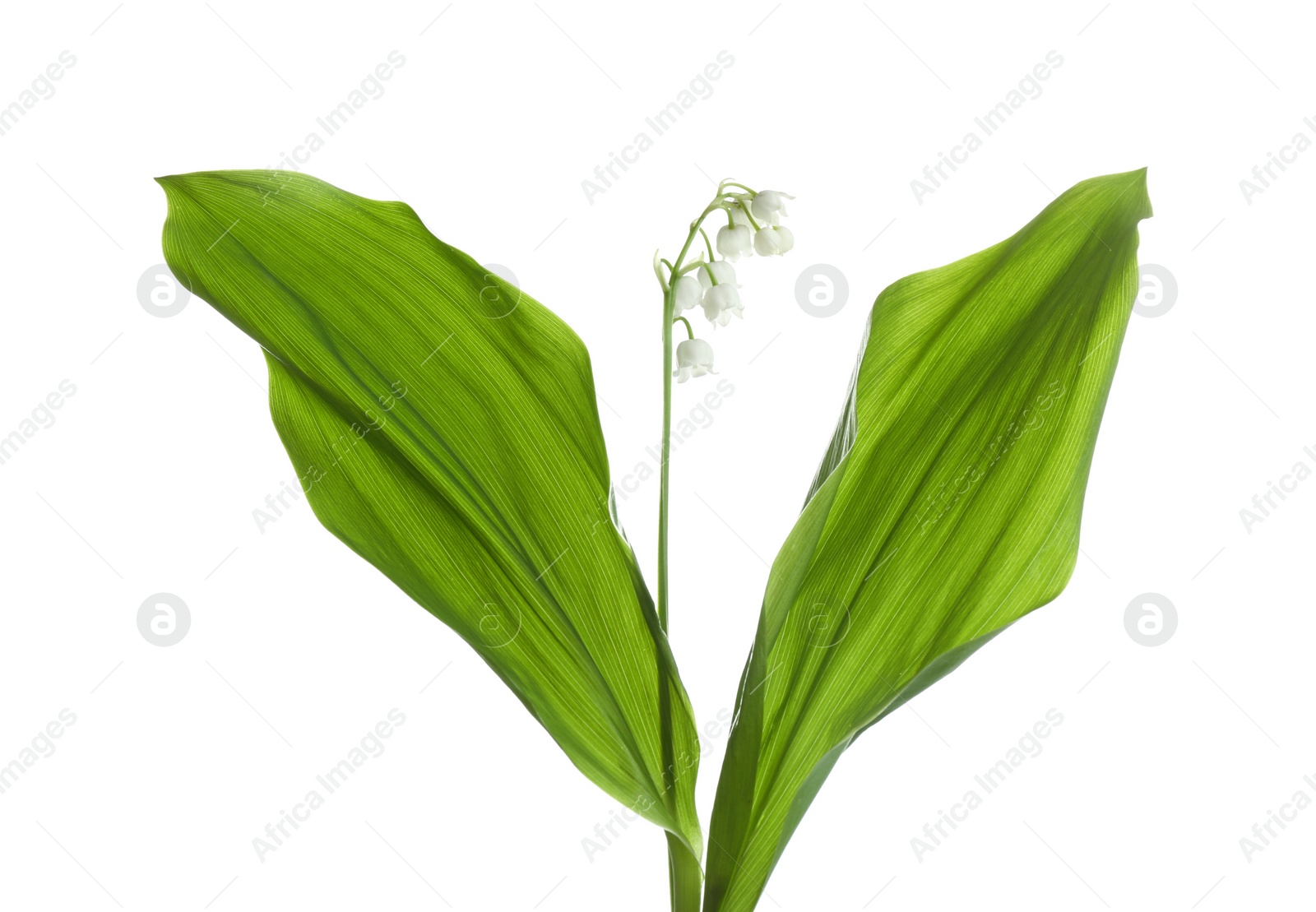 Photo of Beautiful fragrant lily of the valley on white background