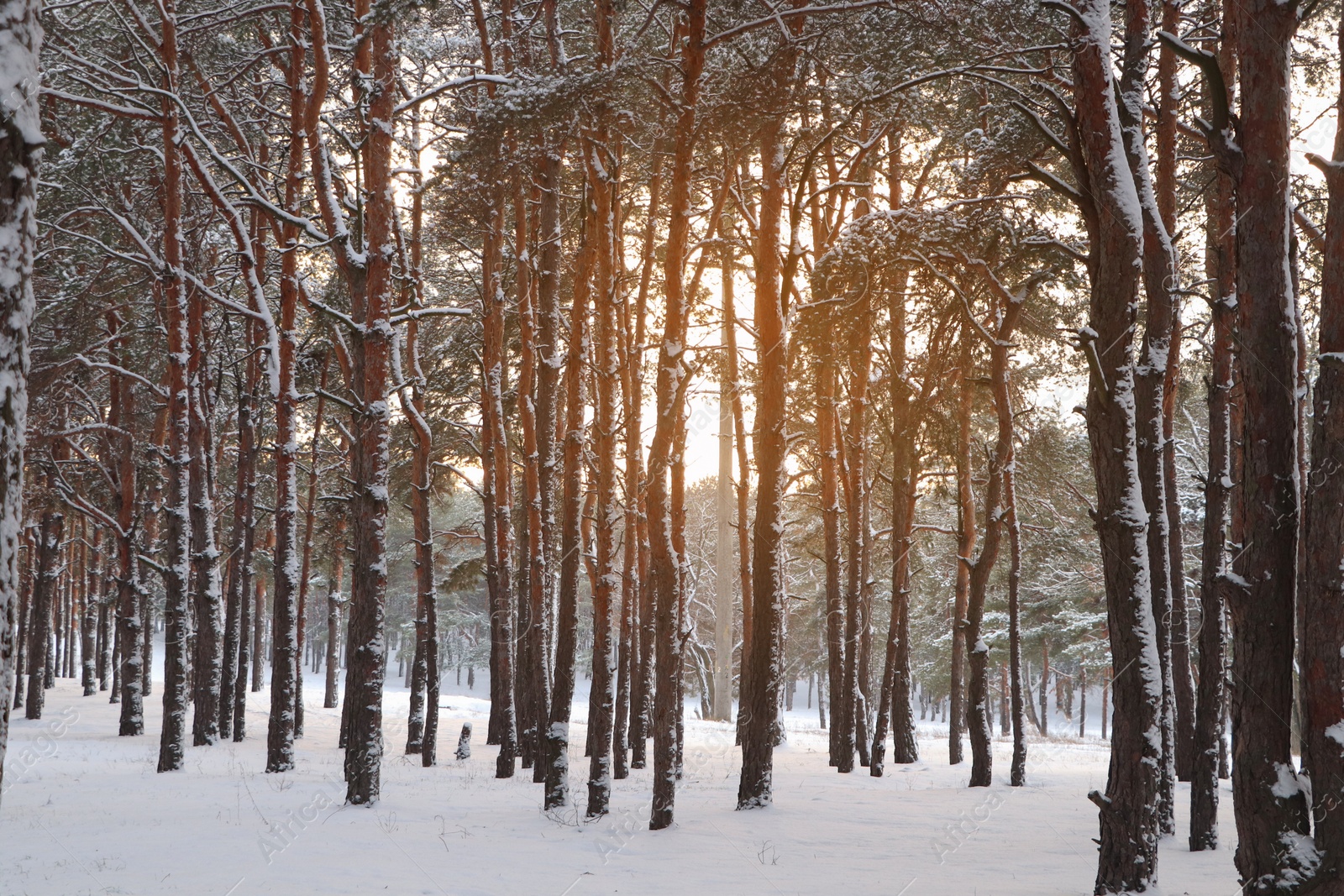 Photo of Picturesque view of beautiful snowy forest in winter morning