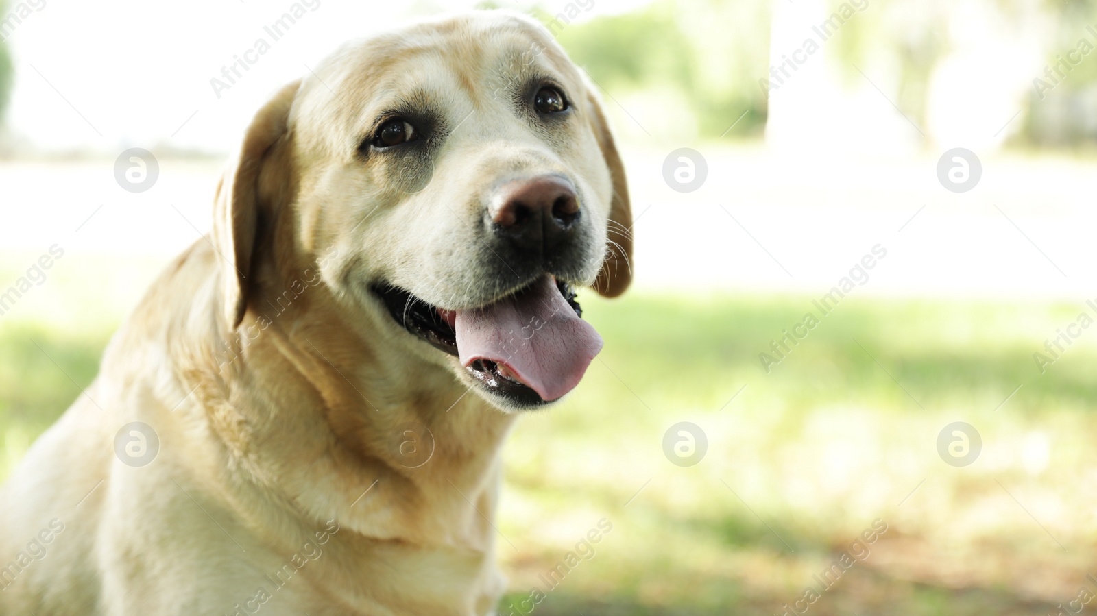 Photo of Cute Golden Labrador Retriever in sunny summer park