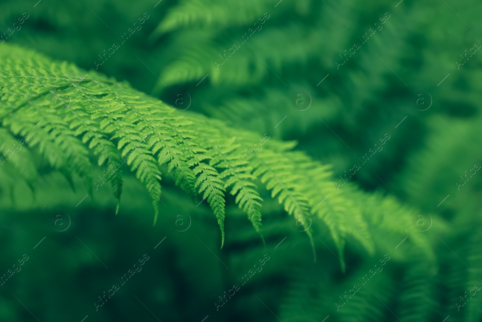 Photo of Beautiful fern leaves outdoors, closeup. Tropical plant