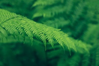 Photo of Beautiful fern leaves outdoors, closeup. Tropical plant