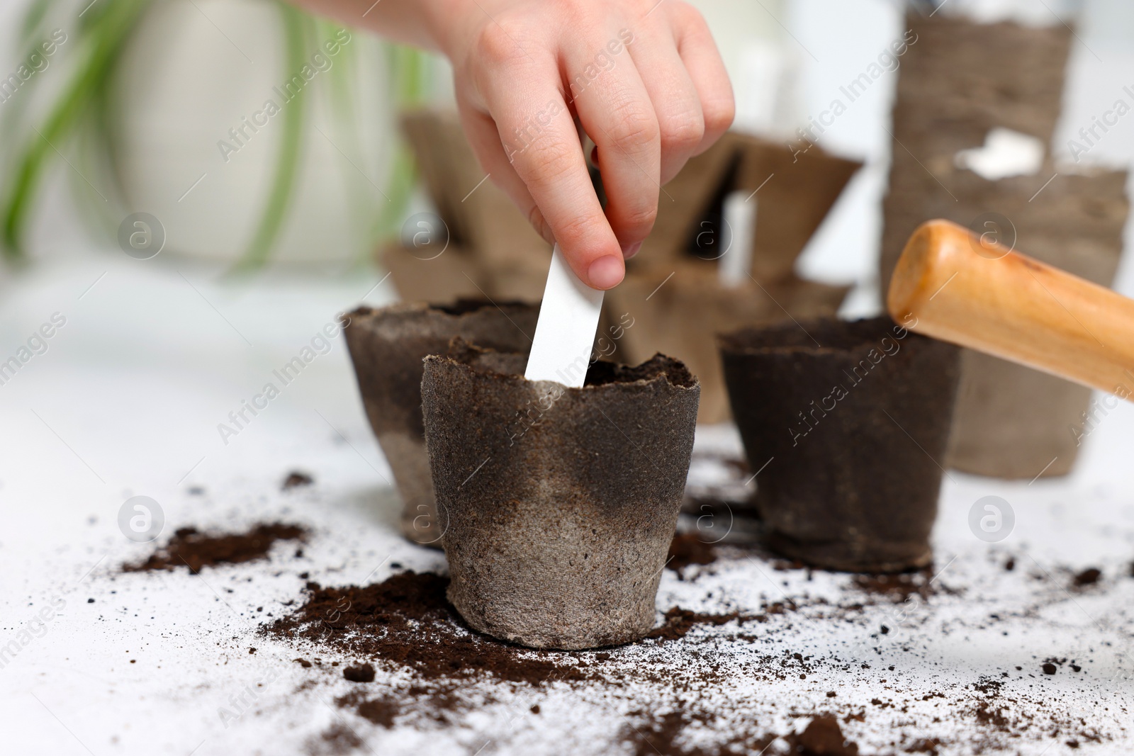 Photo of Little girl inserting card with name of vegetable seeds into peat pots at white table, closeup