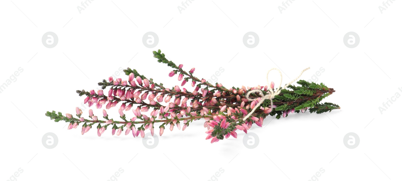 Photo of Bunch of heather branches with beautiful flowers isolated on white