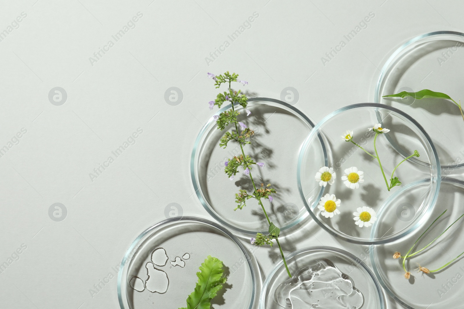 Photo of Flat lay composition with Petri dishes and plants on light grey background. Space for text