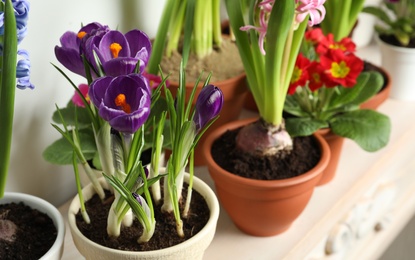 Photo of Different beautiful potted flowers on table near white wall