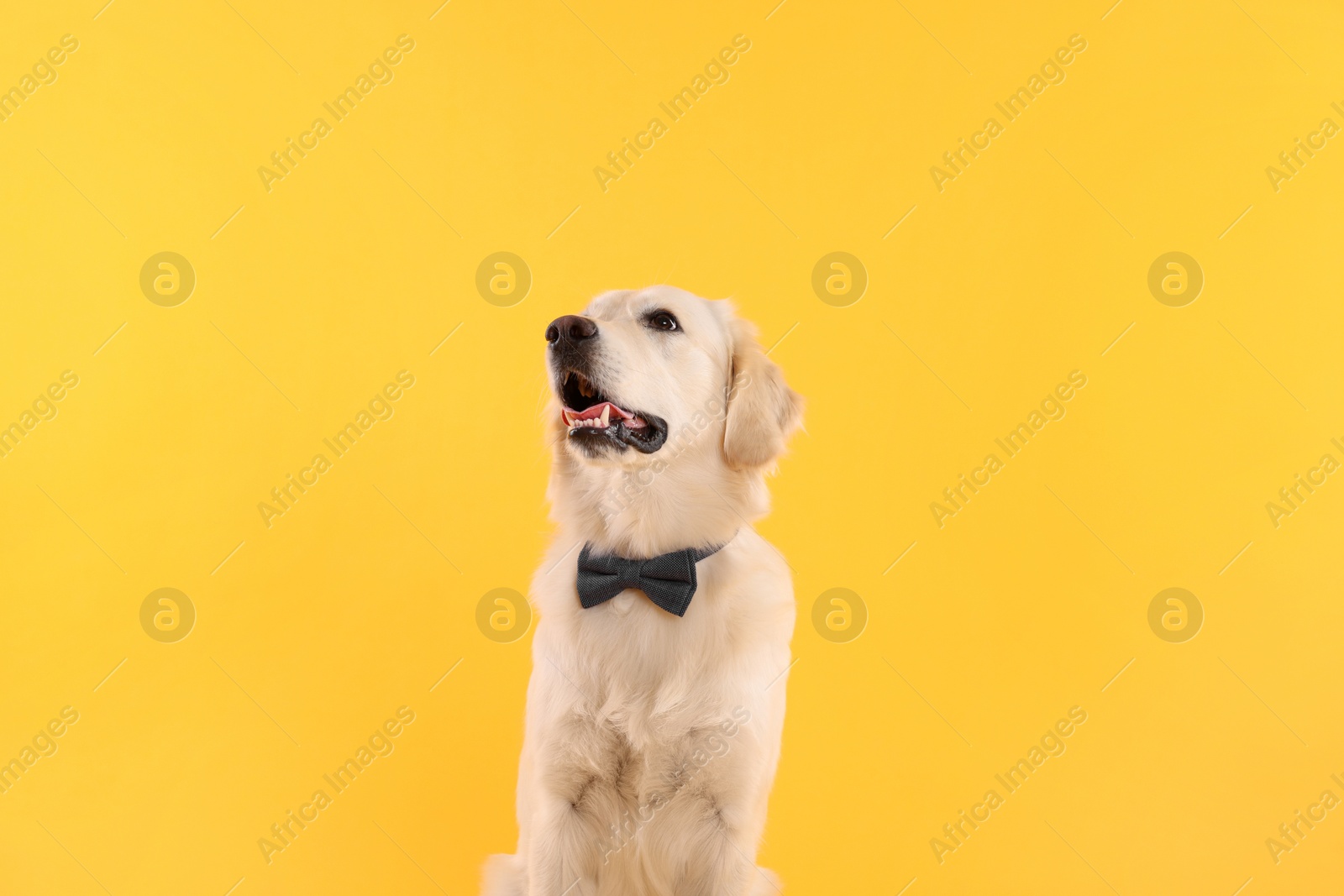 Photo of Cute Labrador Retriever with stylish bow tie on yellow background