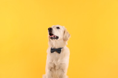 Cute Labrador Retriever with stylish bow tie on yellow background