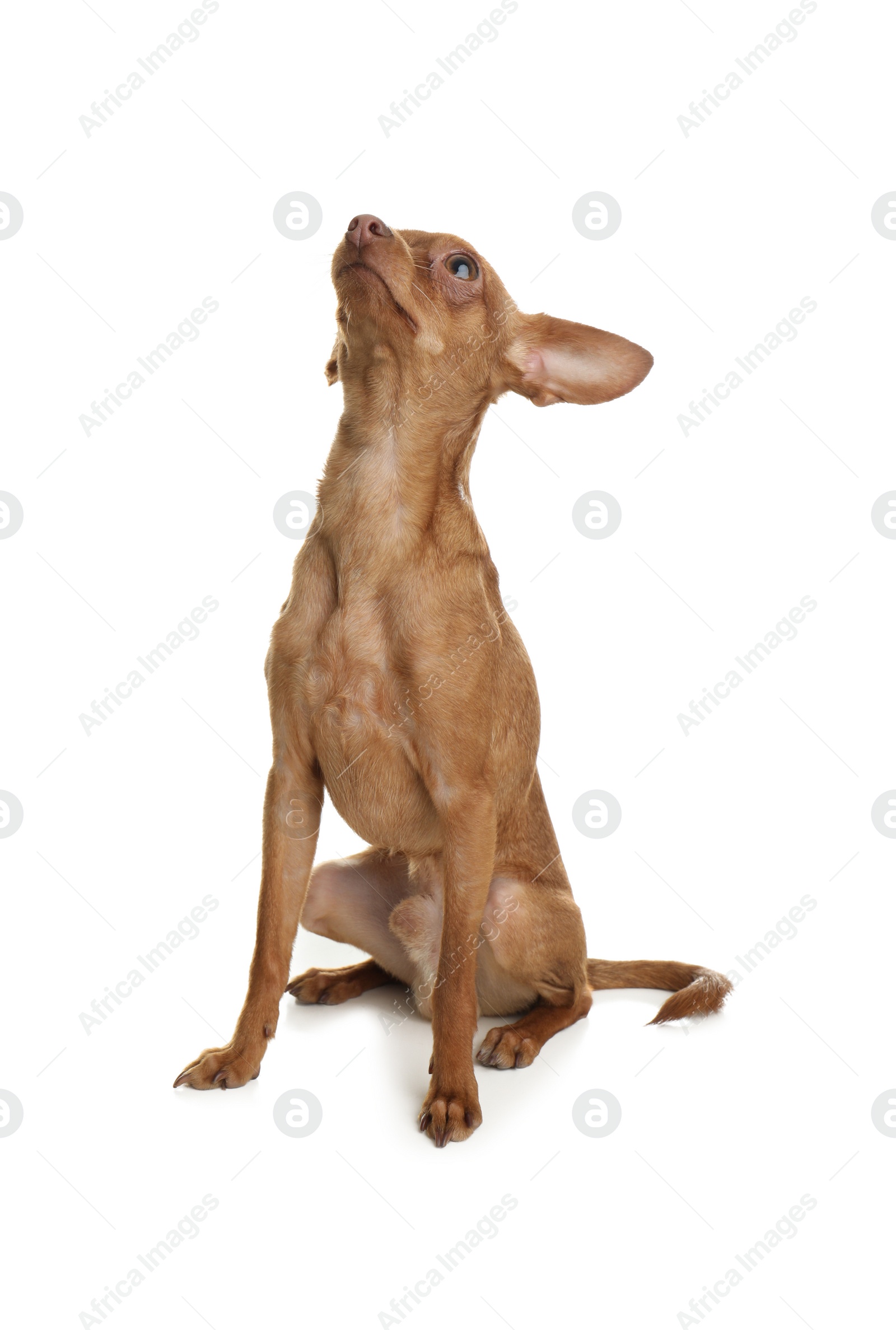 Photo of Cute toy terrier isolated on white. Domestic dog