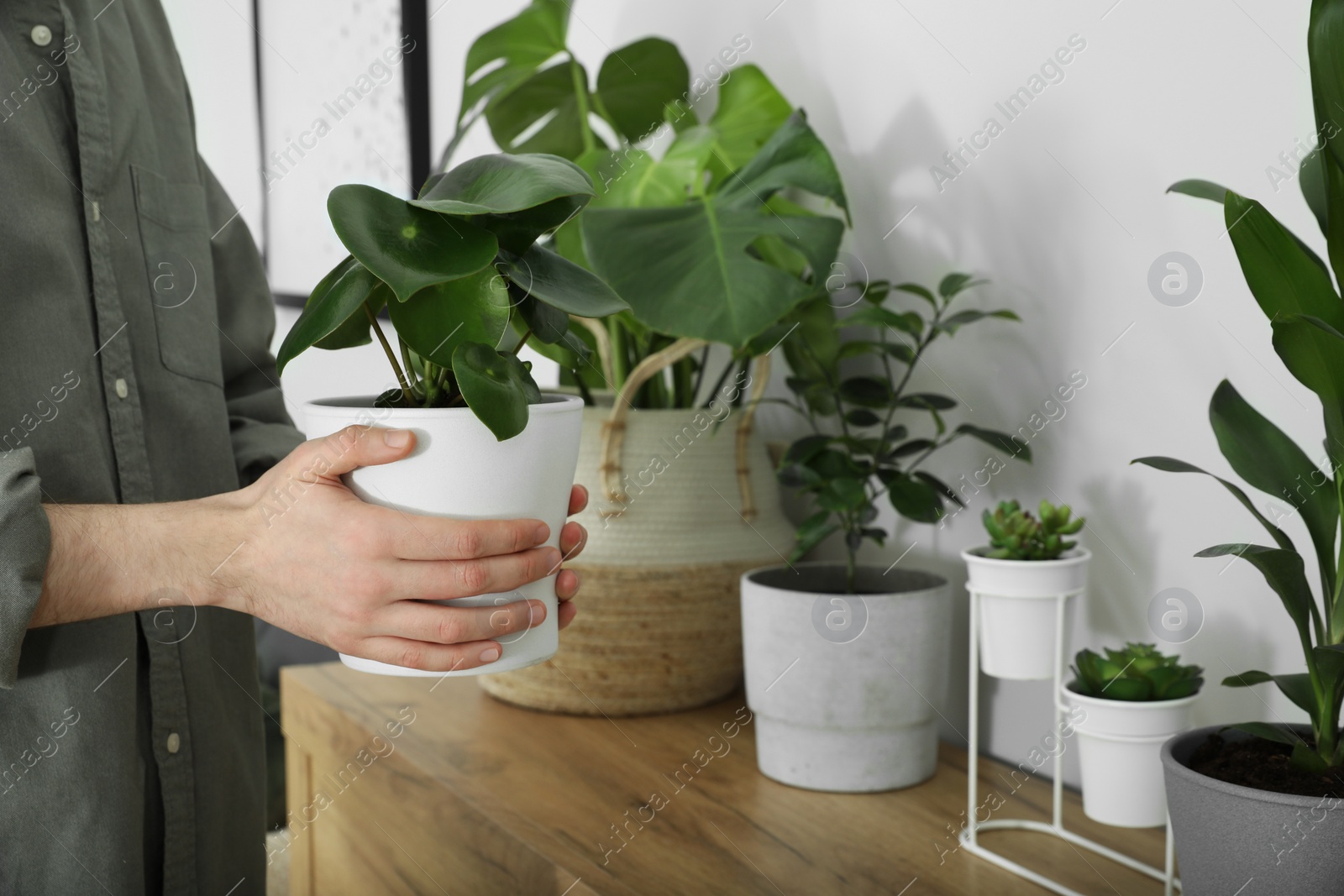 Photo of Woman with beautiful green houseplant indoors, closeup