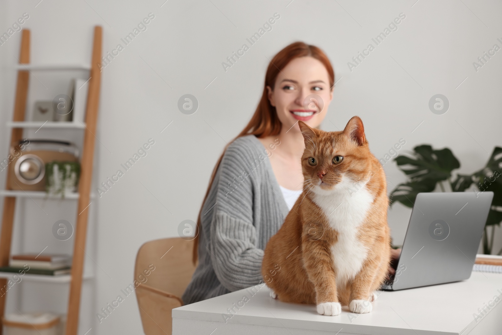 Photo of Woman working with laptop at desk. Cute cat sitting near owner at home, selective focus and space for text