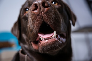 Photo of Chocolate Labrador retriever showing its teeth indoors, closeup