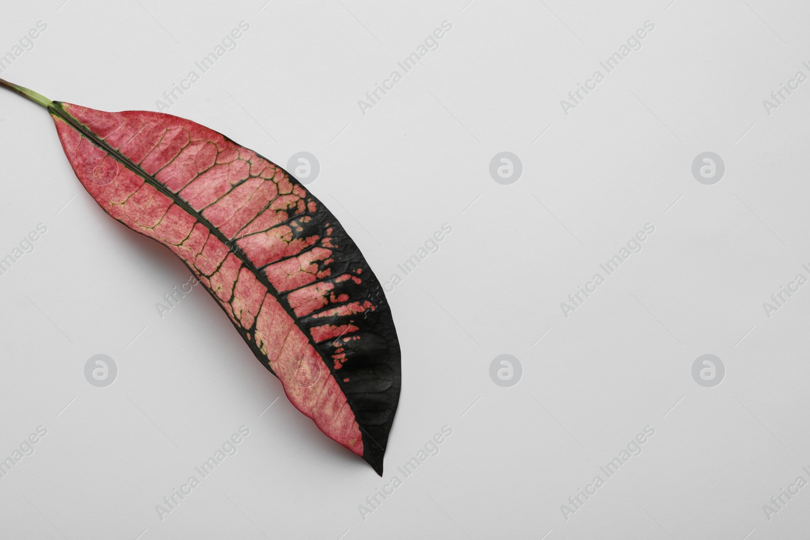 Photo of Leaf of tropical codiaeum plant on white background