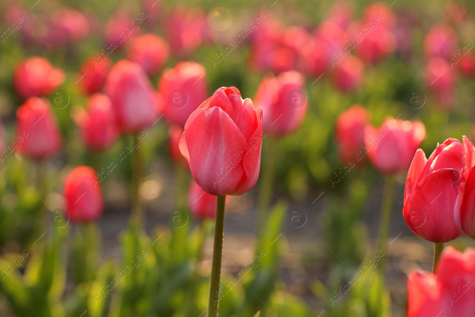 Photo of Closeup view of beautiful fresh tulips on field, space for text. Blooming spring flowers