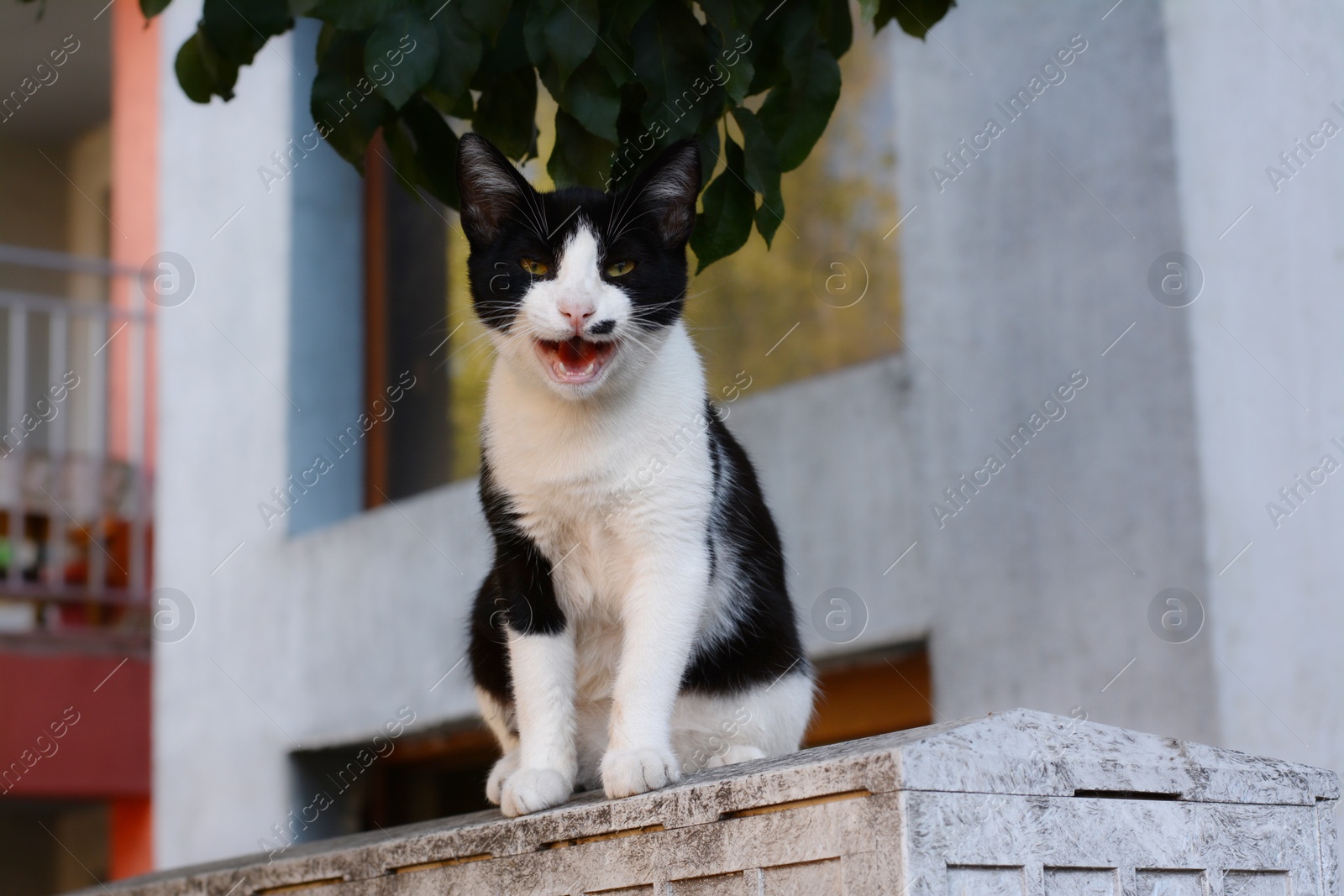 Photo of Lonely stray cat outdoors, space for text. Homeless pet