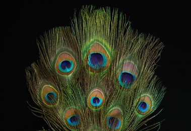 Photo of Beautiful bright peacock feathers on black background