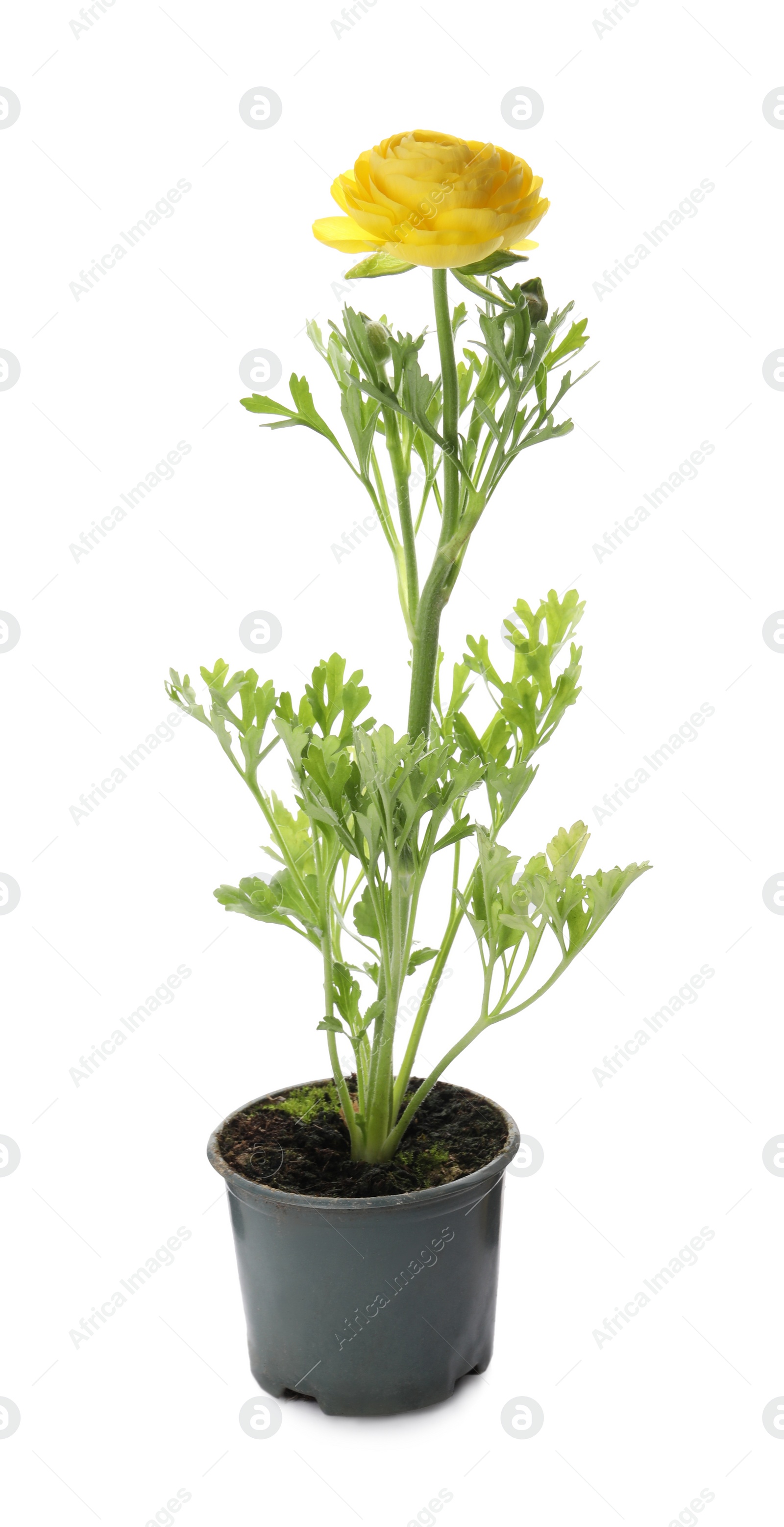 Photo of Beautiful yellow ranunculus flower in pot on white background