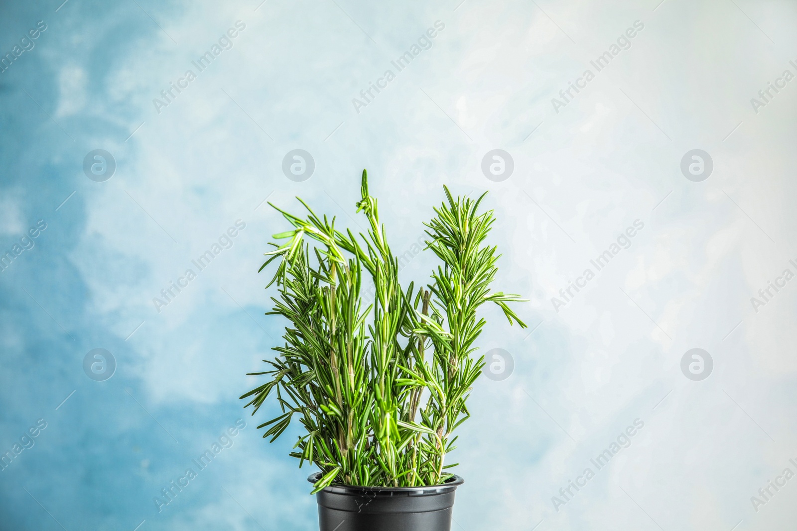 Photo of Pot with aromatic green rosemary on light blue background