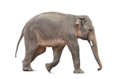 Image of Large elephant on white background. Exotic animal 