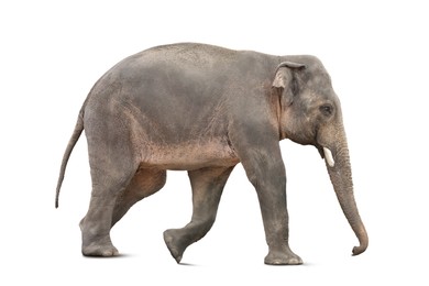 Large elephant on white background. Exotic animal 