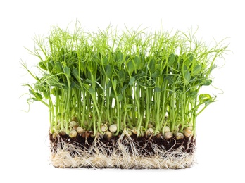 Fresh organic microgreen seeds on white background