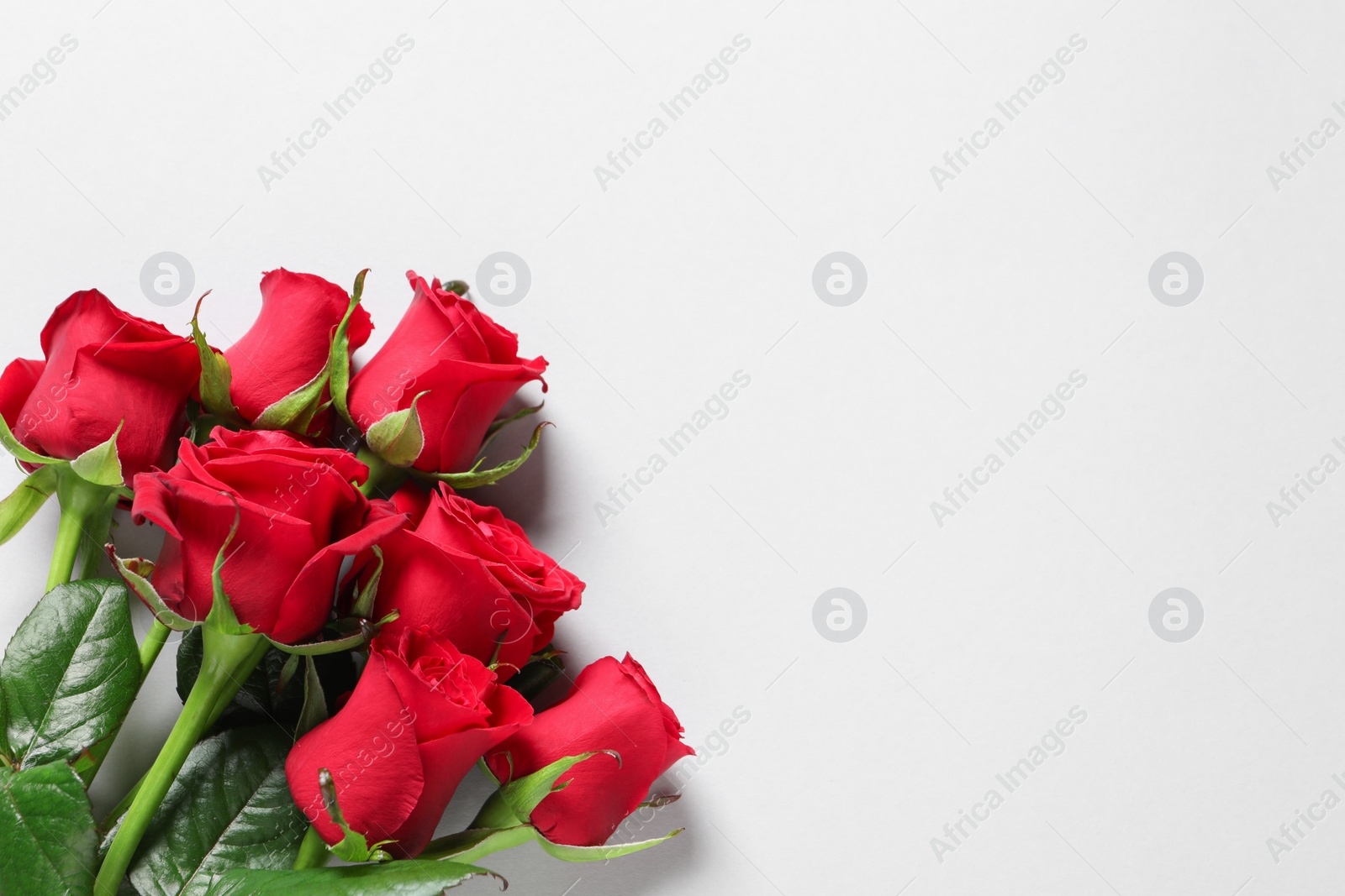 Photo of Beautiful red roses on white background, top view. Space for text