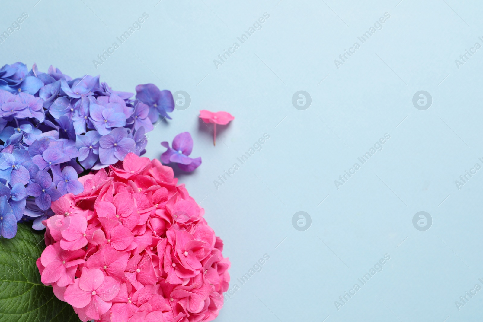 Photo of Beautiful hortensia flowers on light blue background, flat lay. Space for text