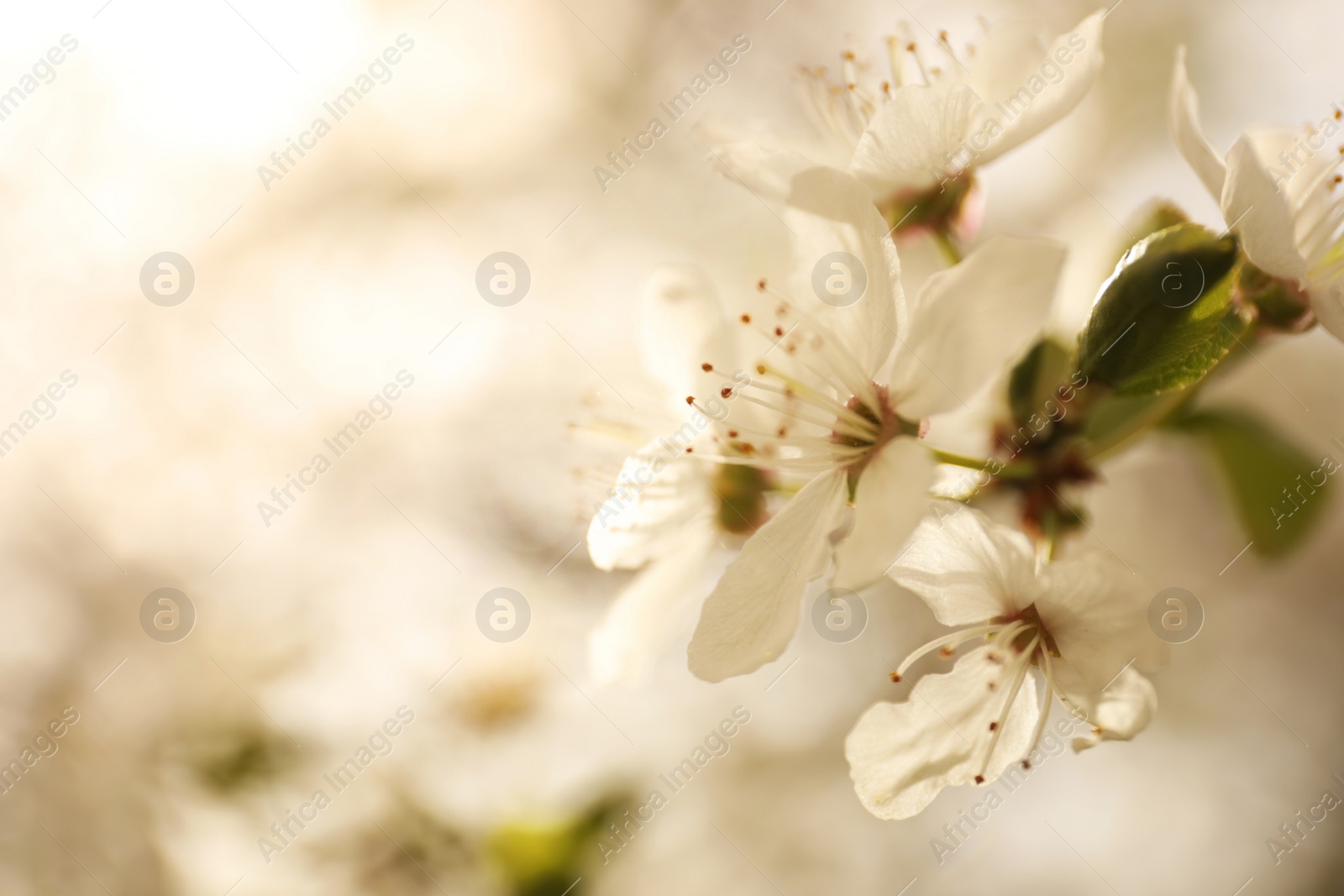 Photo of Closeup view of blossoming tree outdoors on spring day