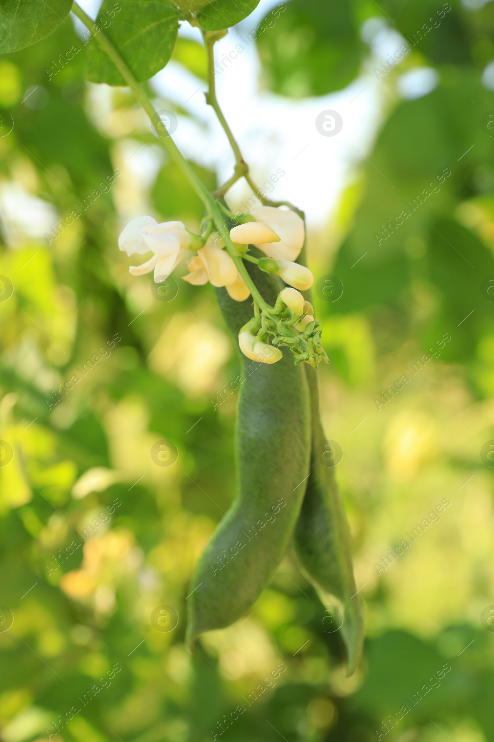 Photo of Fresh green beans growing outdoors on sunny day, closeup