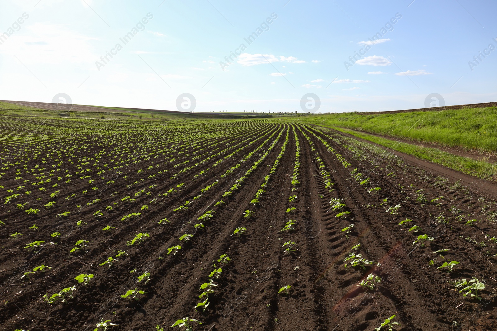 Photo of Agricultural field with sunflower seedlings on sunny day