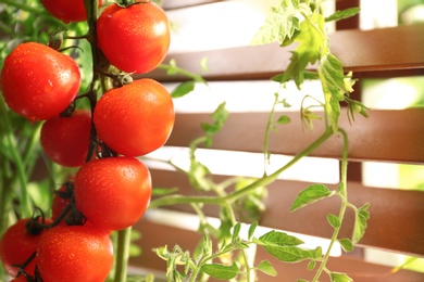 Tomato plant with ripe fruits near window, closeup