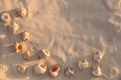 Flat lay composition with seashells on sandy beach. Space for text