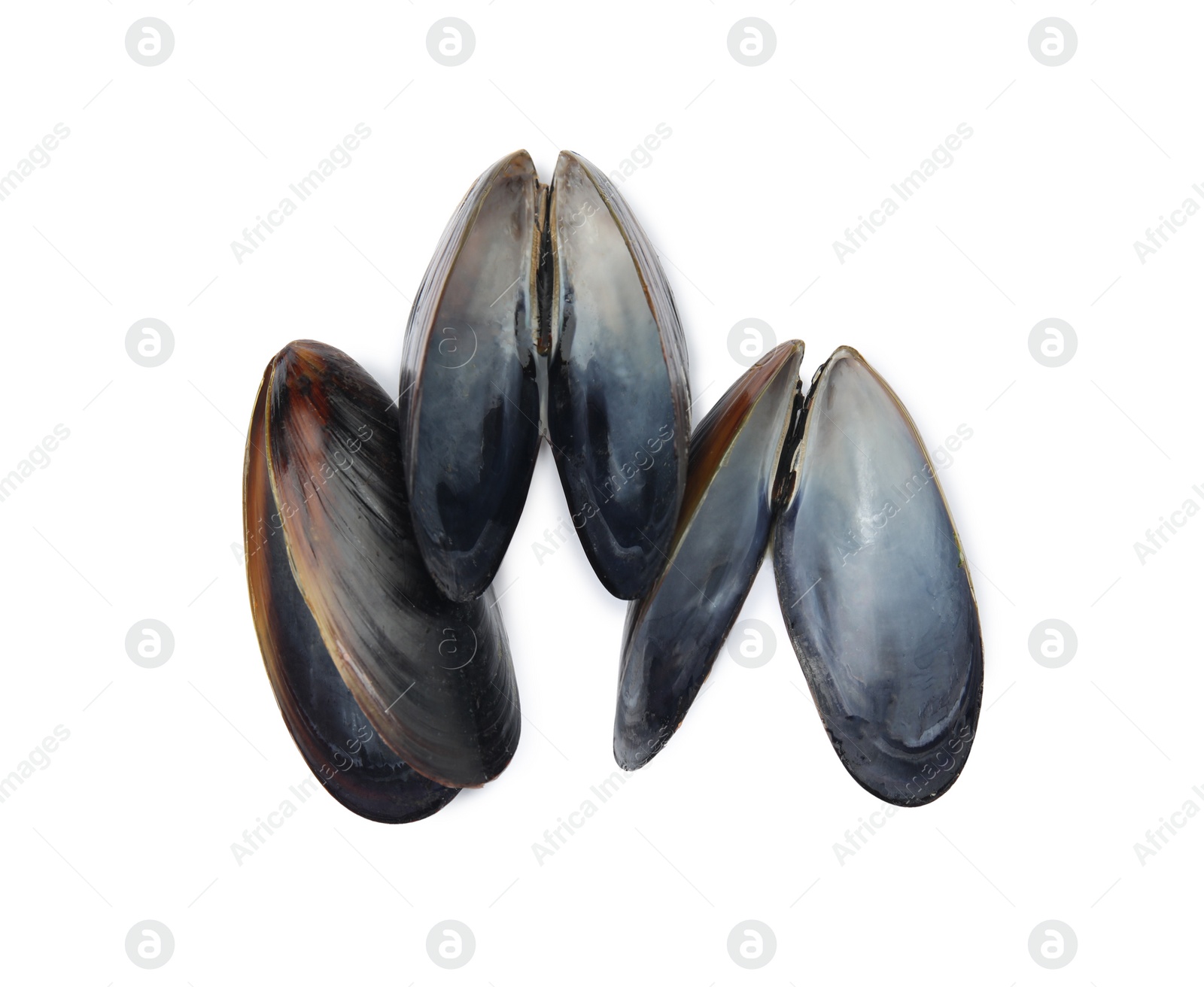 Photo of Open empty mussel shells on white background, top view