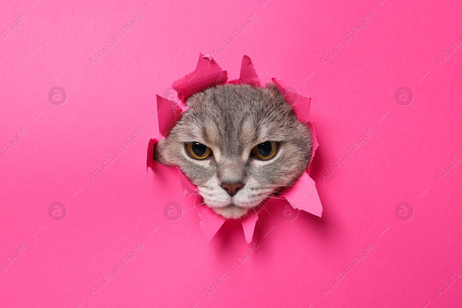 Photo of Cute grey cat peeking out hole in pink paper