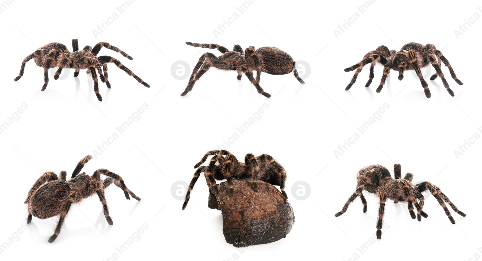 Image of Collage of striped knee tarantula (Aphonopelma seemanni) on white background