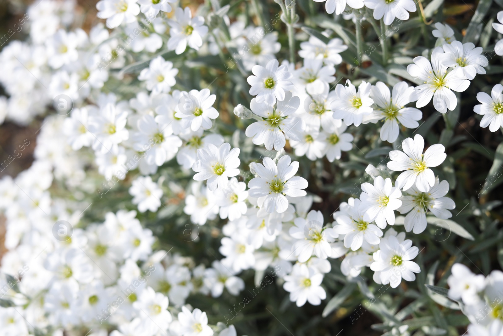 Photo of Beautiful white snow-in-summer flowers outdoors, closeup view