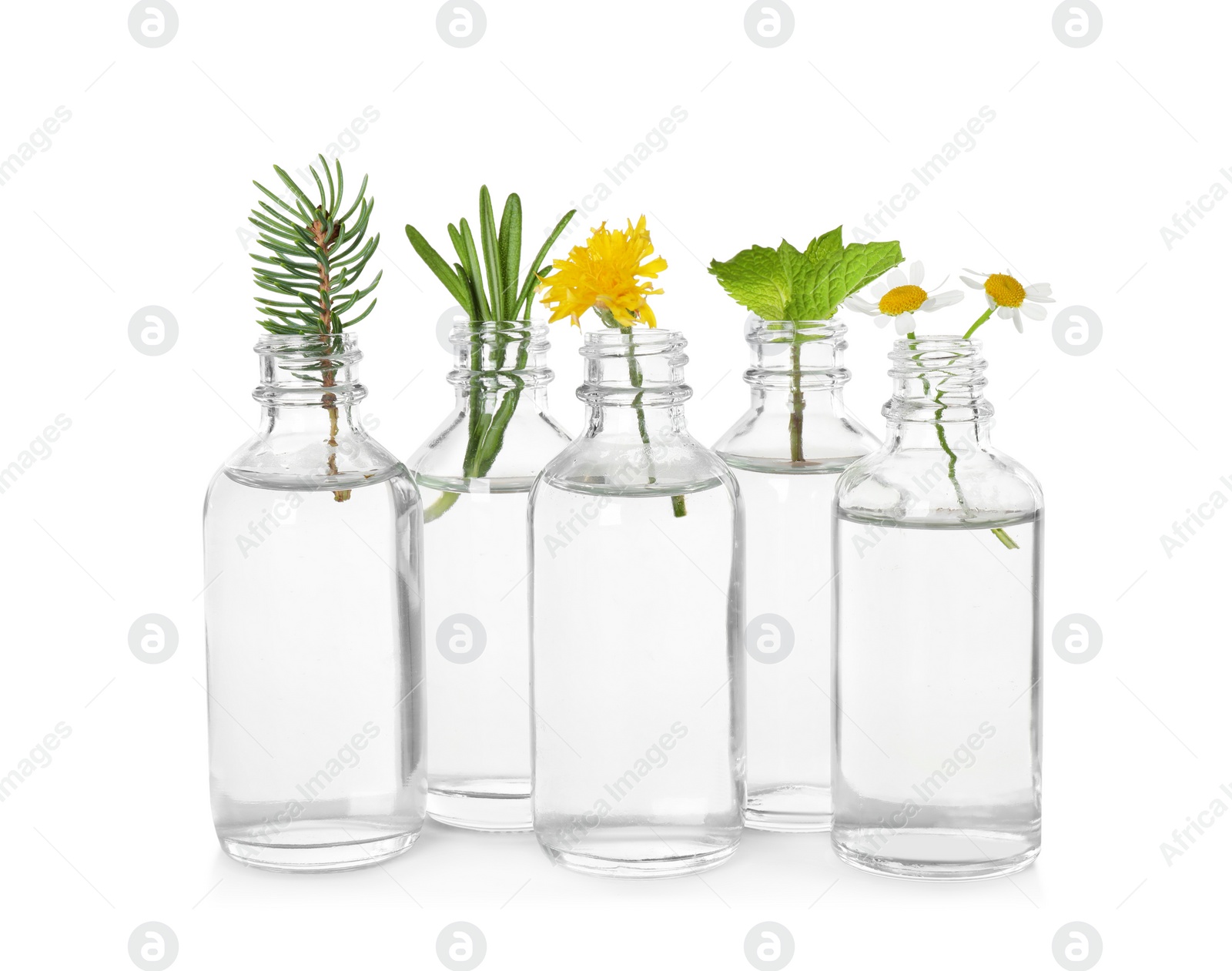 Photo of Glass bottles of different essential oils with plants on white background