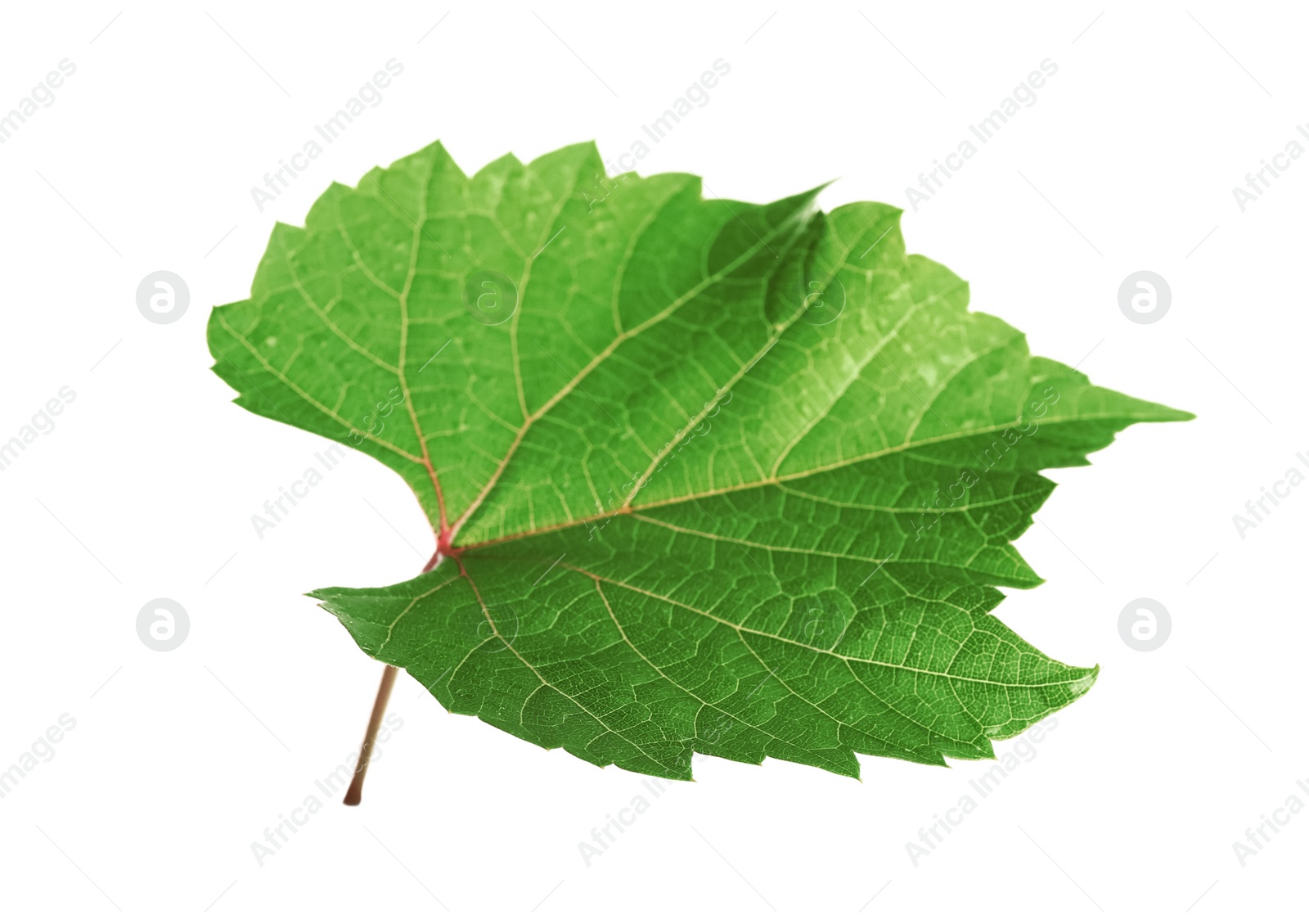 Photo of Fresh green leaf isolated on white. Grape plant