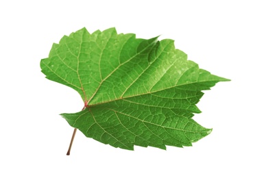 Fresh green leaf isolated on white. Grape plant