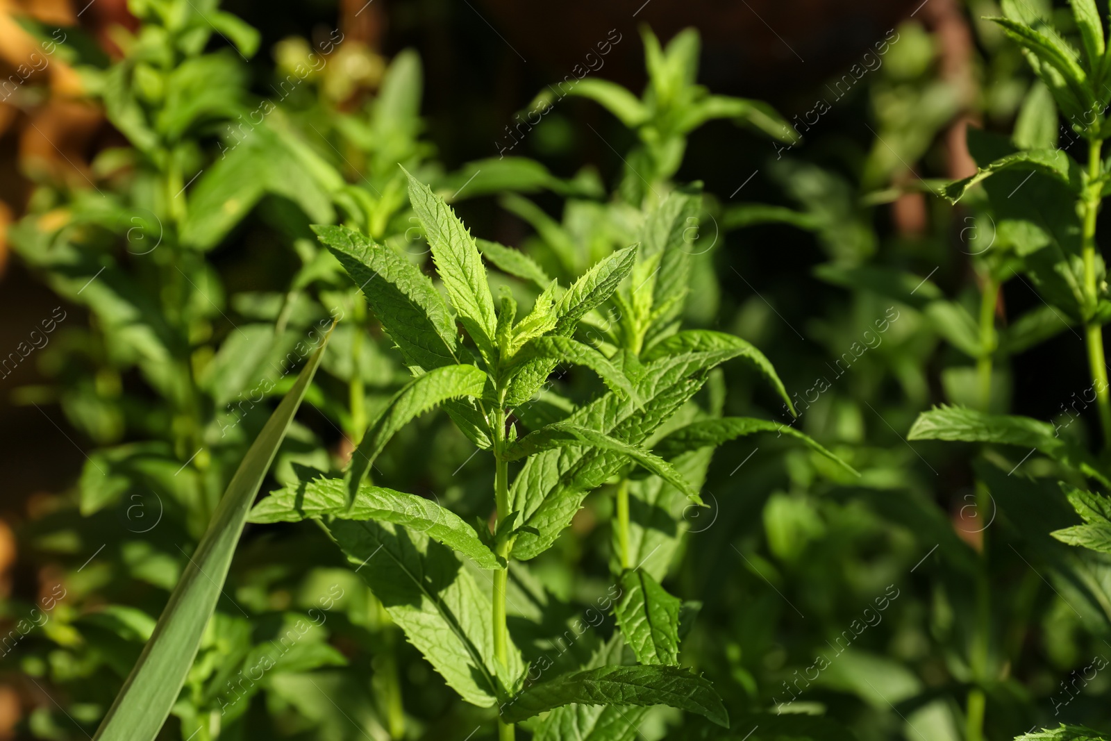 Photo of Beautiful mint with lush green leaves growing outdoors, closeup