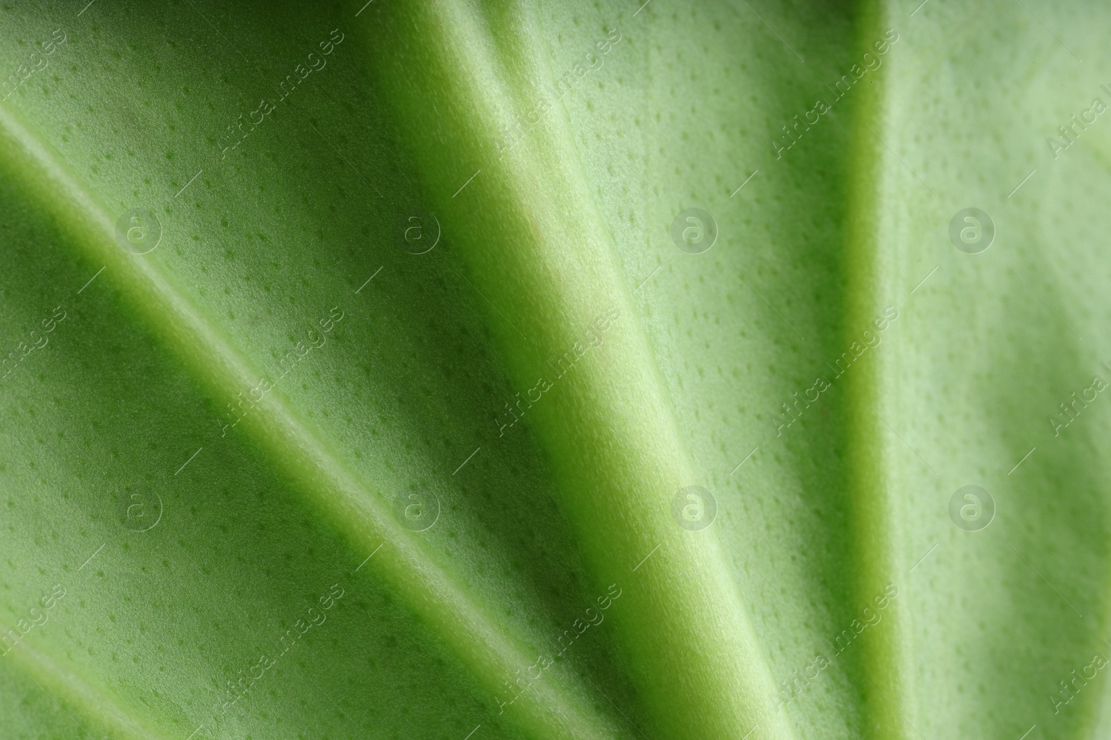 Photo of Macro photo of green leaf as background, top view