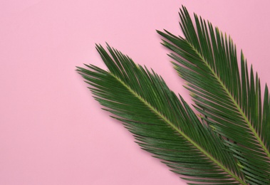 Photo of Beautiful tropical leaves on color background, top view